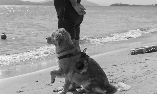 Perro espera instrucciones de entrenador en la playa — Foto de Stock