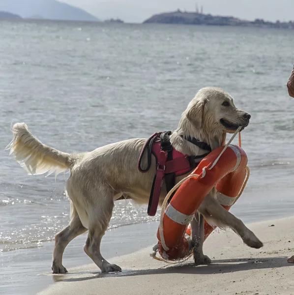 Lifebuoy ile kurtarma köpeği