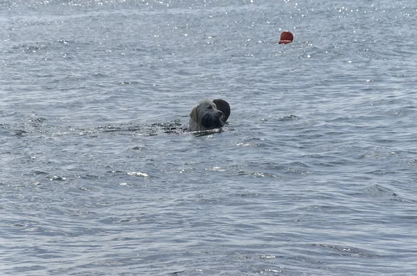 Hond brengt de instructeur uit de zee — Stockfoto