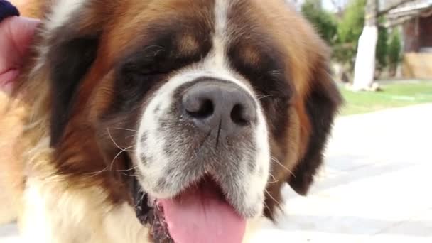 Chien Saint Bernard — Video