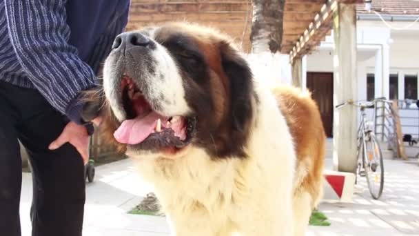 Saint bernard dog — Stock Video