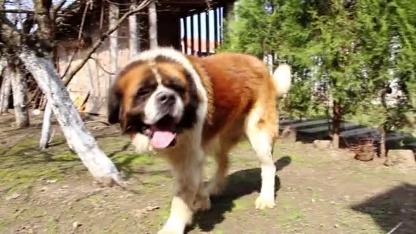 Sint bernard hond — Stockvideo
