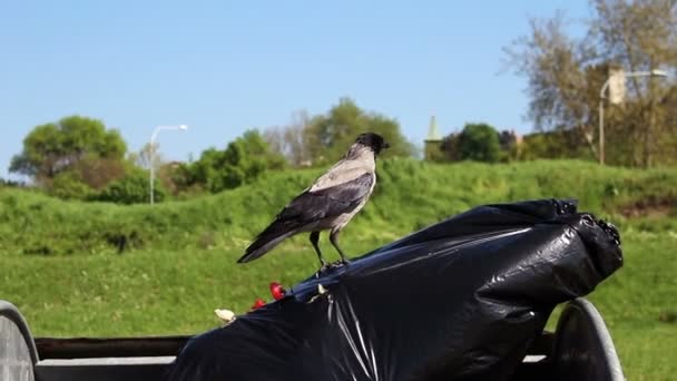 乌鸦在垃圾站 — 图库视频影像