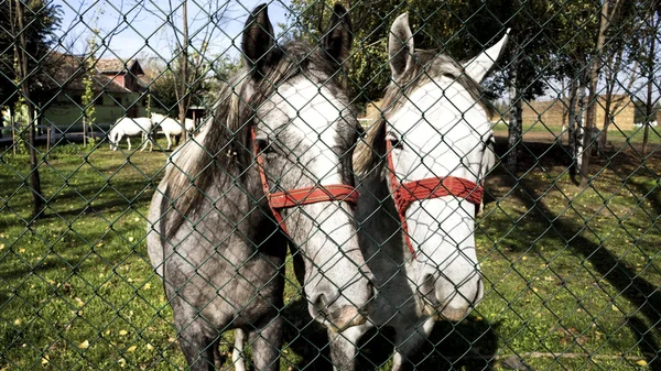 Cavalos atrás da cerca — Fotografia de Stock