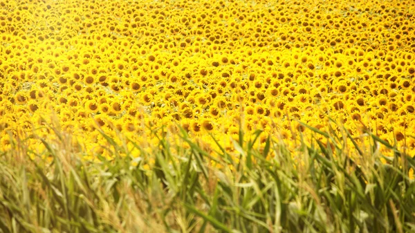 Champ de tournesol d'or — Photo