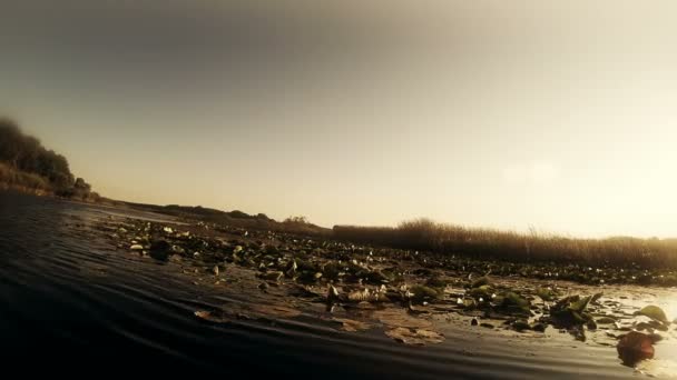ボートに乗って谷湿地湿地 — ストック動画