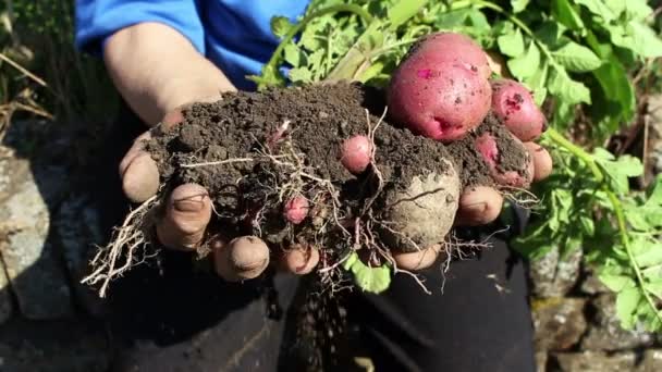 Свежесобранный органический картофель в руках у женщины — стоковое видео