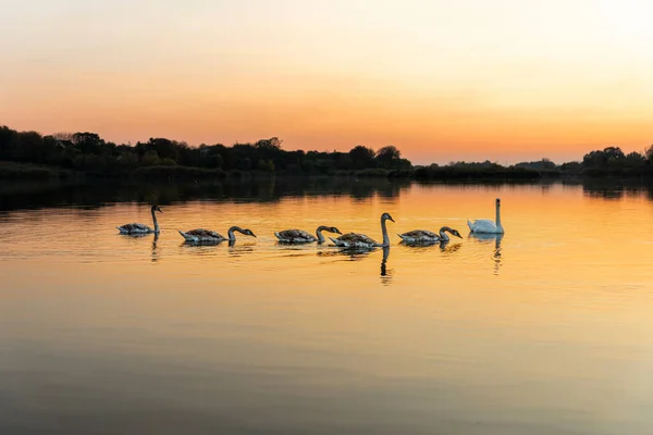 Cisnes Lago Natureza Pôr Sol Bonito — Fotografia de Stock