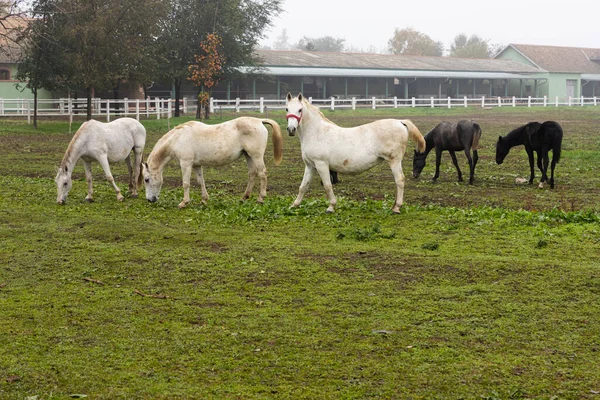 Cavalos Fazenda Pasto Pastagem — Fotografia de Stock