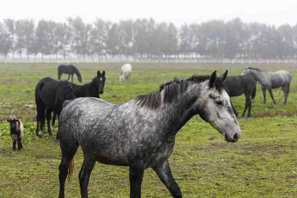 Belos Cavalos Fazenda Pasto — Fotografia de Stock