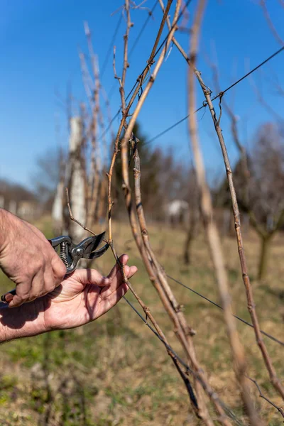 Vine grower hand. Pruning the vineyard with professional steel scissors