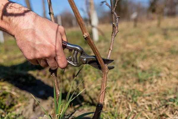 Vine grower hand. Pruning the vineyard with professional steel scissors