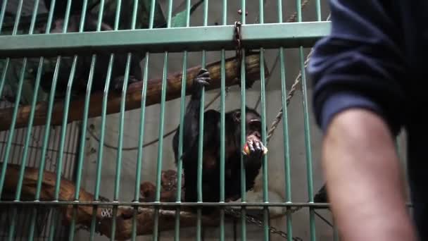 Belgrad Serbia Kwiecień 2021 Szympans Zoo Karmiony Przez Prowadzącego Zoo — Wideo stockowe