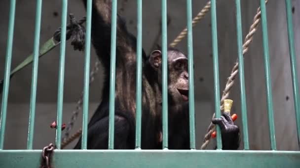 Chimpancé Zoológico Siendo Alimentado — Vídeos de Stock