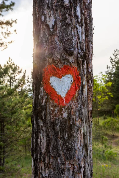 Tree trunk in the woods with Heart sign on it. Hiking trail marker