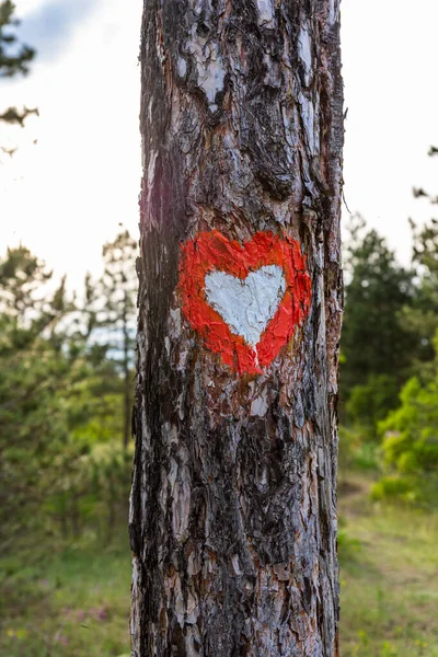 Tree trunk in the woods with Heart sign on it. Hiking trail marker