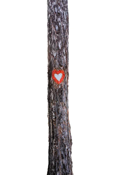 Κορμός Δέντρου Σύμβολο Καρδιάς Απομονωμένο Λευκό Φόντο — Φωτογραφία Αρχείου
