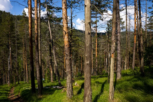 Деревья Лесу Заповеднике — стоковое фото