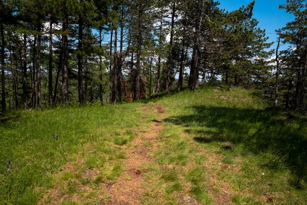 Hiking Trail Mountain Divcibare Serbia — Stock Photo, Image