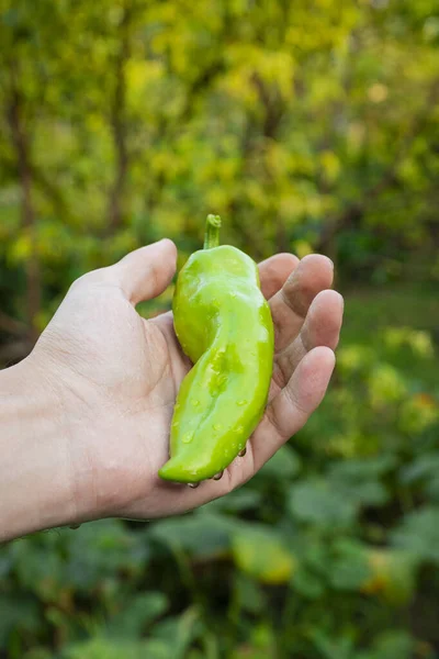 Pimenta Verde Mão Realizada Pelo Agricultor Jardim — Fotografia de Stock