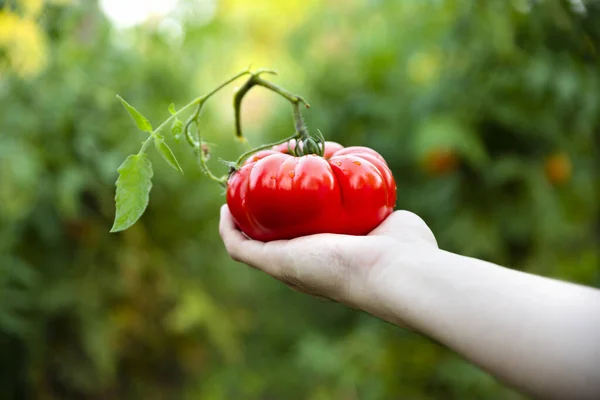 Grosse Tomate Fraîche Tenue Par Fermier Dans Main Dans Jardin — Photo