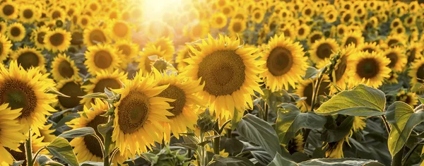 Sonnenblumen auf dem Feld — Stockfoto