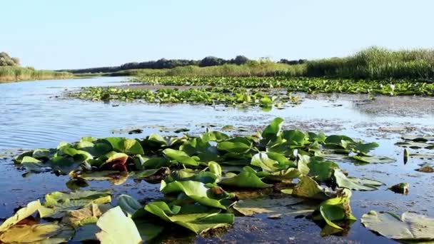 Pantano y hojas flotantes — Vídeos de Stock