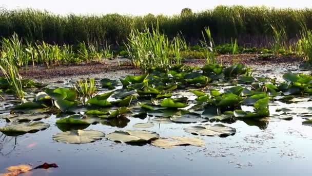 Pantano y hojas flotantes — Vídeos de Stock