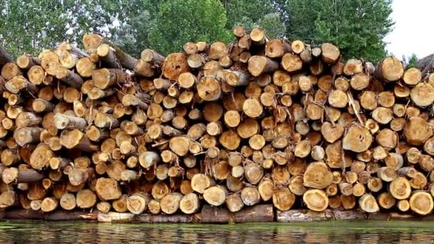 Troncos de madera junto al río — Vídeos de Stock