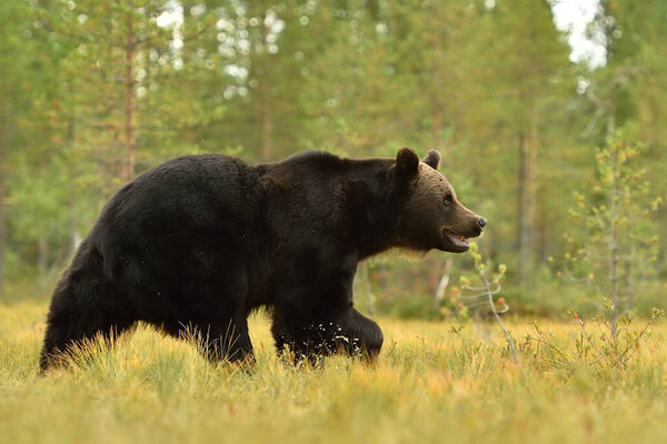 European brown bear walking in the summer landscape