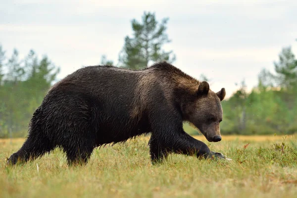 Grosso Orso Bruno Maschio Che Cammina Nel Paesaggio Selvaggio Della — Foto Stock