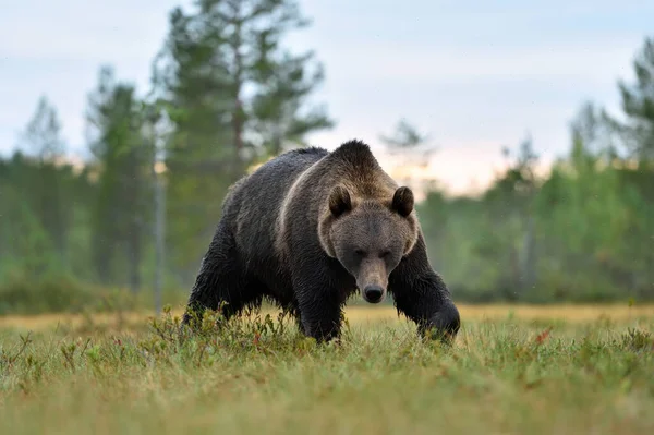 Orso Bruno Che Avvicina Nella Palude — Foto Stock