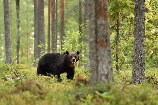 Urso Marrom Cenário Florestal — Fotografia de Stock