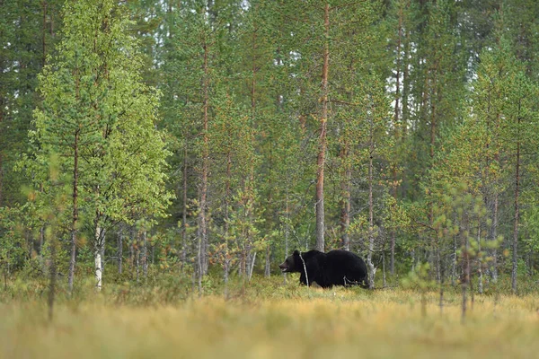 Бурый Медведь Лесном Пейзаже Летом — стоковое фото