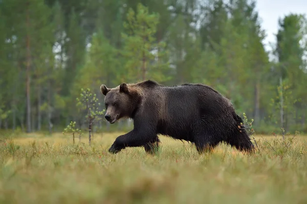 Коричневий Ведмідь Прогулює Болото Влітку Ліцензійні Стокові Фото