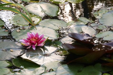 Fazla büyümüş gölet. Lily 'nin su yüzeyinde bir sürü yeşil su ve alacakaranlıkta bir tane pembe su çiçeği bırakıyor. Vahşi doğada yansıması olan güzel bir bitkinin görüntüsü.