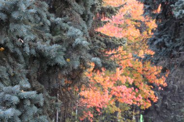 Sonbaharın önündeki bulanık bir ormanda, üzerinde parlak turuncu yapraklar olan mavi bir çam ağacının parçası.