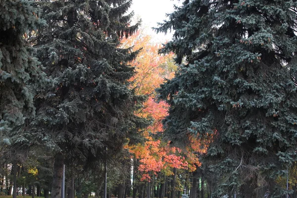 Automne Paysage Contrasté Arbres Avec Des Feuilles Jaune Orangé Rouge — Photo