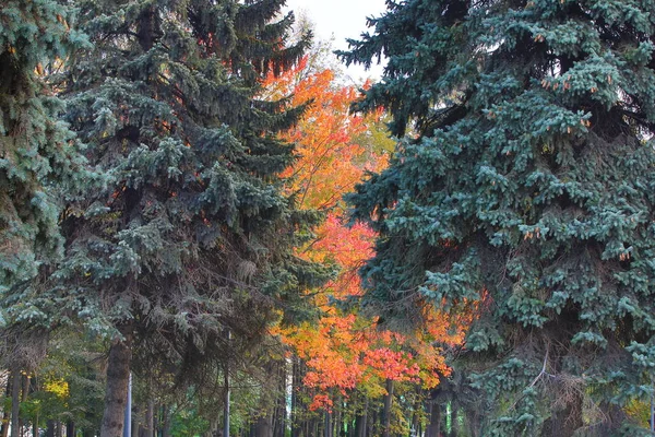 Automne Paysage Contrasté Arbres Avec Des Feuilles Jaune Orangé Rouge — Photo