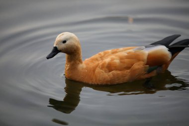 Akşamları gölde ördek gibi uzan. Ördekler. Alacakaranlıkta beyaz saçlı kırmızı ördek