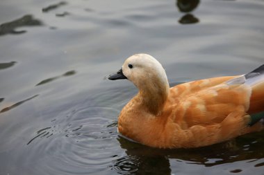 Koyu göl suyunda portakal rengi ördek. Yakından su kuşu. Beyaz başlı, parlak tüylü, zarif kırmızı bir kuş.