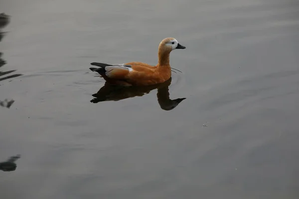 Canard Sur Lac Sur Eau Avec Réflexion Dans Soirée Canard — Photo