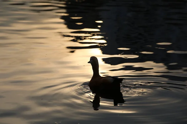 Silhouette Duck Lake Sunset Waterfowl Moving Twilight Reflection Sun Rippling — Stock Photo, Image