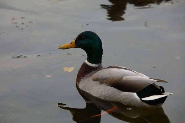 Duck Drake Float Water Close Wild Animal Cloudy Day — Stock Photo, Image