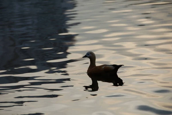 Silhouette Duck Lake Evening Waterfowl Swims Dusk Animals Wild — Stock Photo, Image