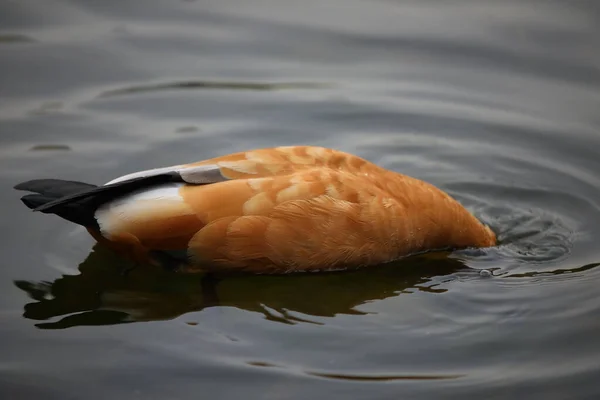 Duck Lake Its Head Water Beautiful Orange Plumage Shelducks Waterbird — Stock Photo, Image