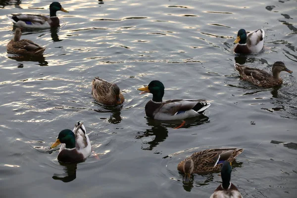 Wild Ducks Float Water Group Waterfowl Females Males Drake Mallard — Stock Photo, Image