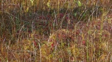 Turba bataklığı. Peatland. iki kişi yumuşak bir yosun örtüsü üzerinde yürüyor. Zemin bahar gibi sallanıyor. Güneşli bir yaz gününde vahşi doğada yaşayan insanlar.