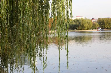 Güneşli bir günde, bir eğlence parkındaki gölün arka planında suyun üzerinde güzel dallar asılı duruyordu. Ağlayan bir söğüt ağacı gölün üzerine eğilmişti.