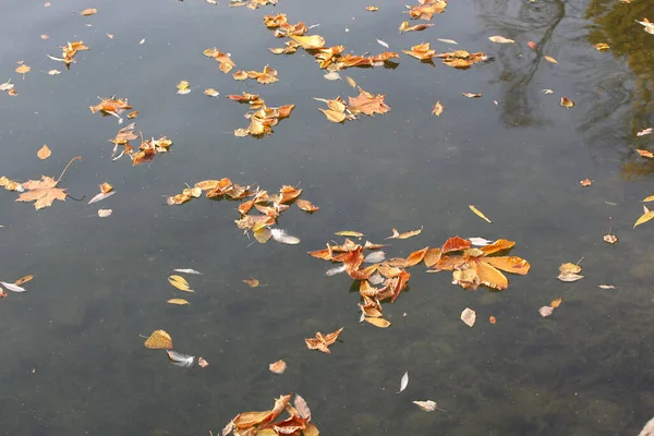 Herfst Bladeren Het Water Gevallen Droog Gebladerte Vogelveren Drijven Een — Stockfoto